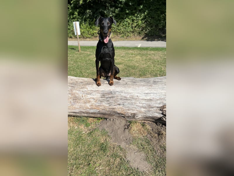 ❤️ Schweren Herzens suche ich ein neues Zuhause für meinen Rocky ❤️