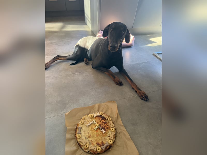 ❤️ Schweren Herzens suche ich ein neues Zuhause für meinen Rocky ❤️