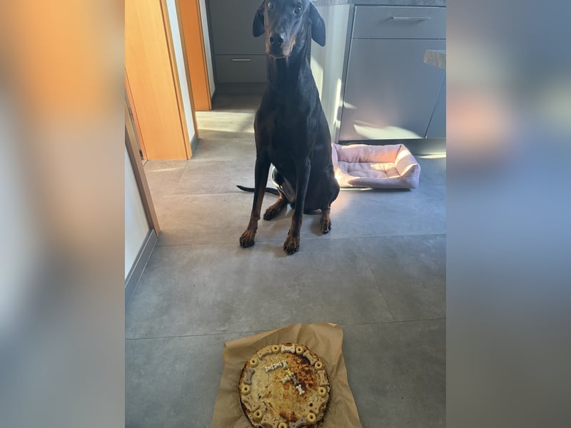 ❤️ Schweren Herzens suche ich ein neues Zuhause für meinen Rocky ❤️