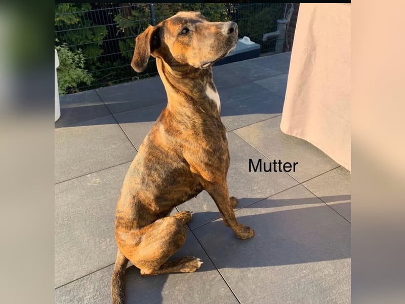 Dobermann mischling