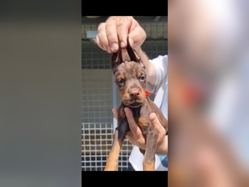 Brown Doberman Puppies