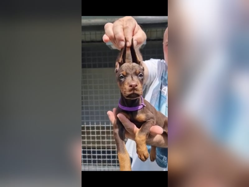 Brown Doberman Puppies