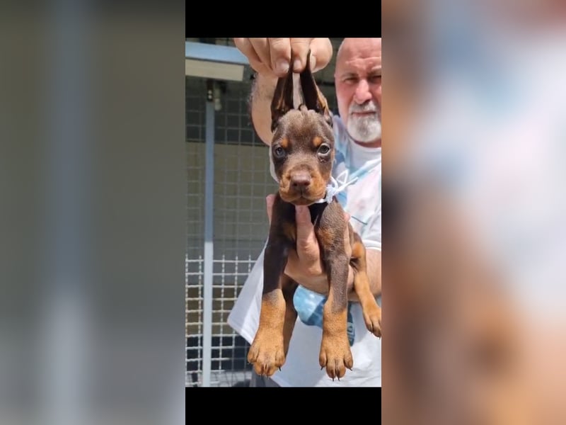 Brown Doberman Puppies