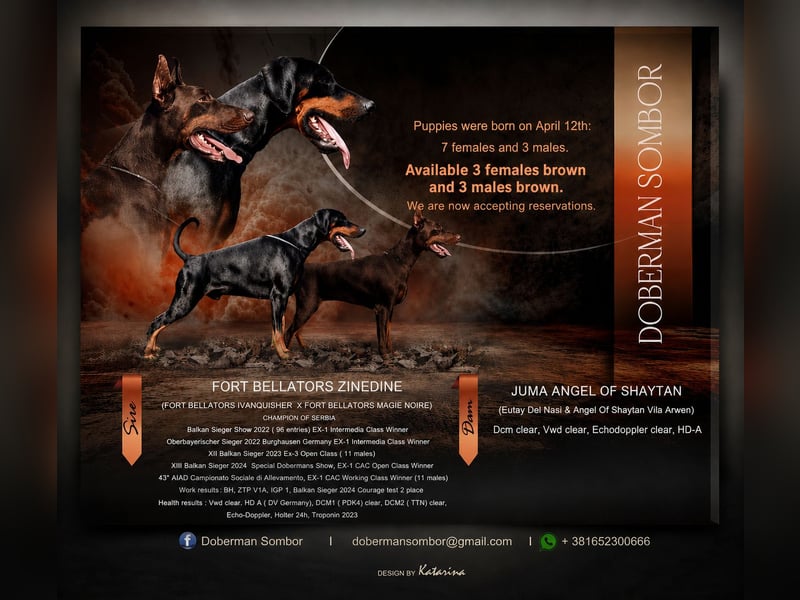 Brown Doberman Puppies
