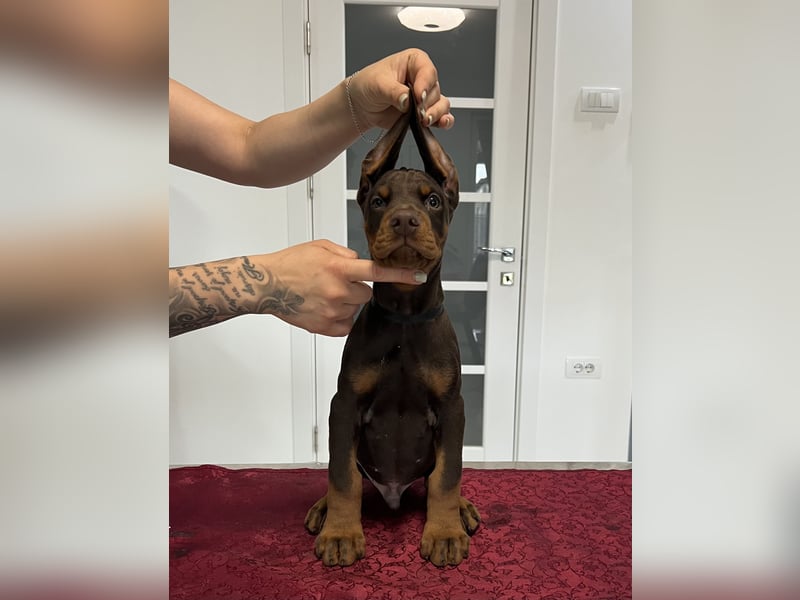 Brown Doberman Puppies