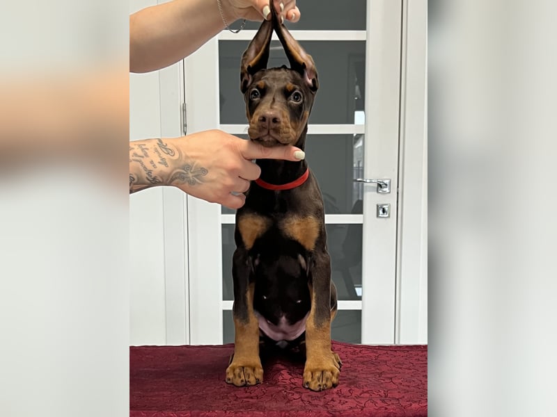 Brown Doberman Puppies