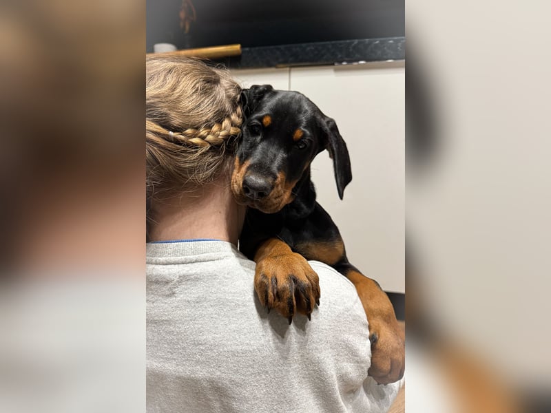 Dobermann letzte Hündin!