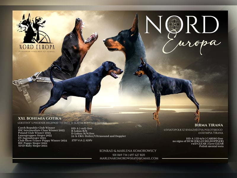 Dobermann puppies