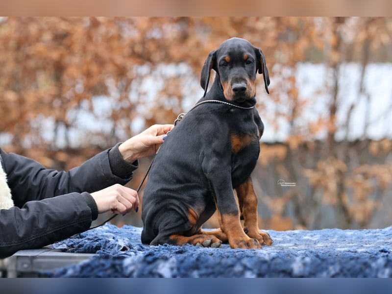 Dobermann puppies