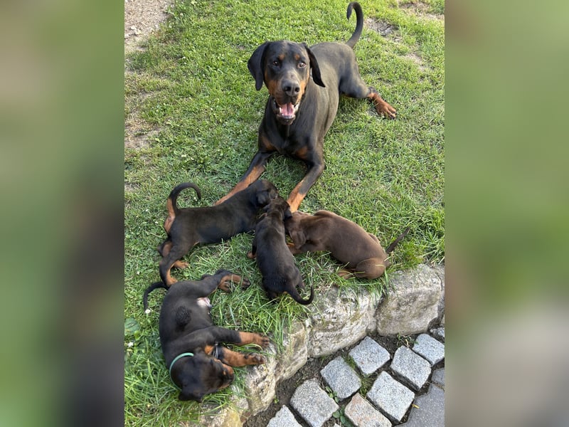 Dobermann