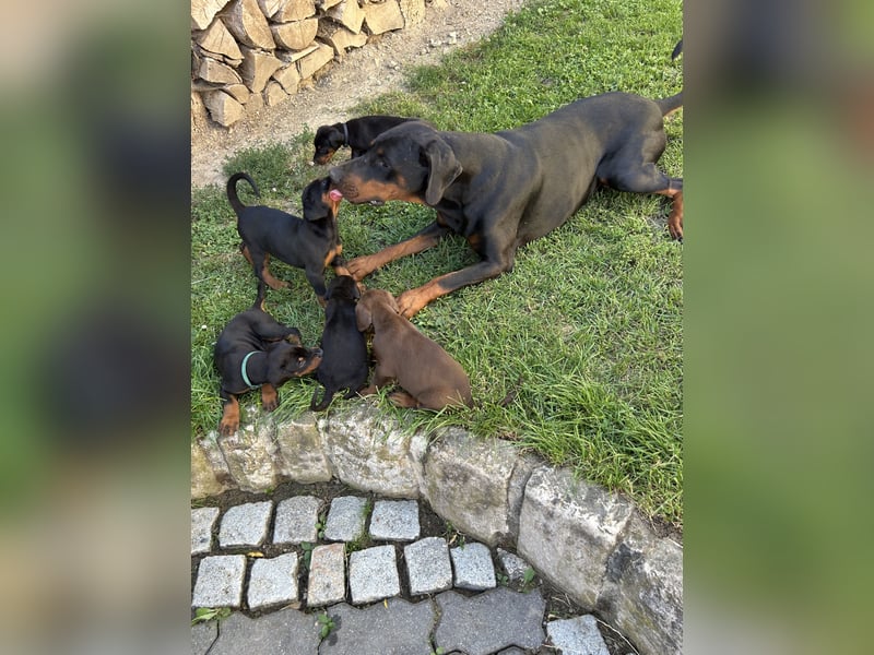 Dobermann