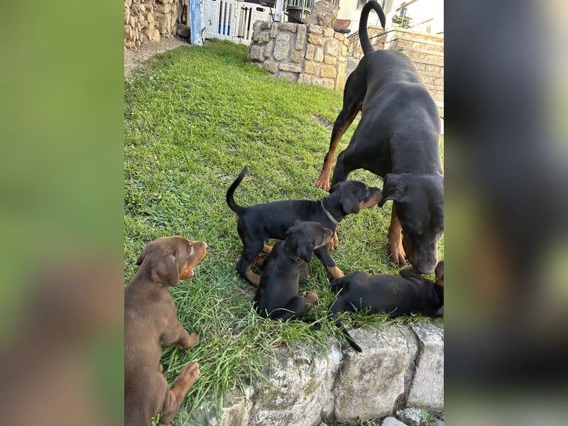 Dobermann