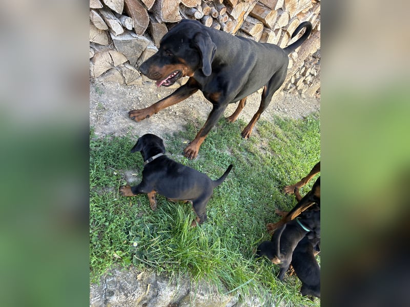 Dobermann