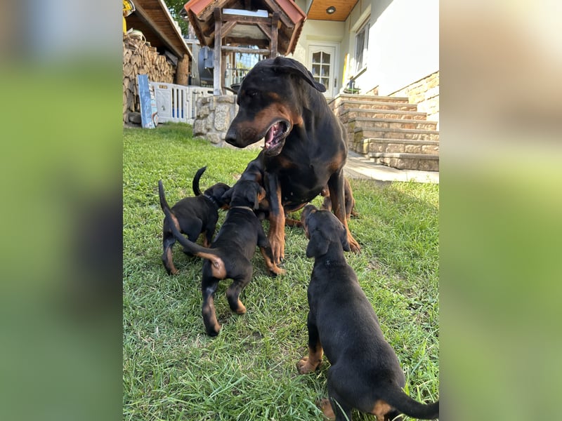 Dobermann