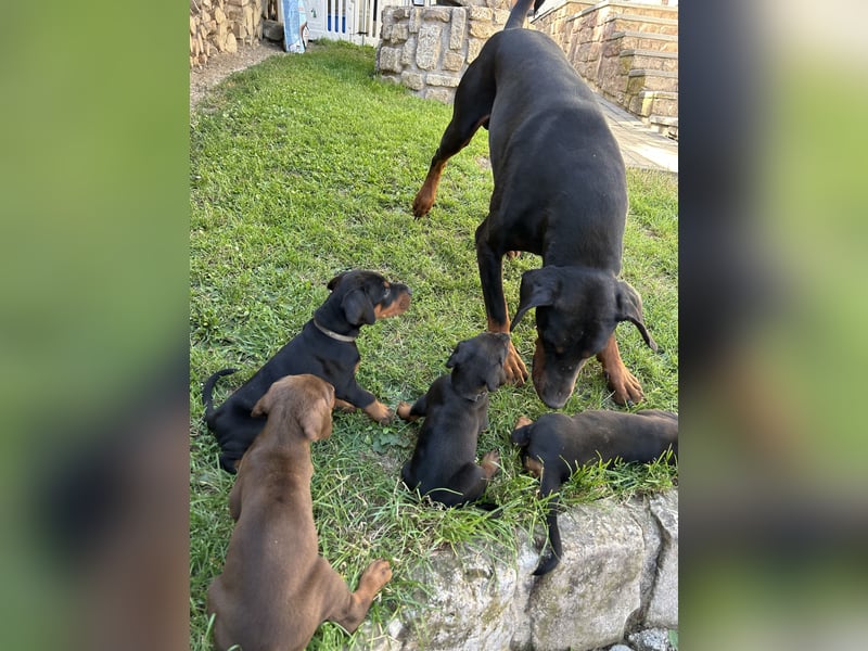 Dobermann