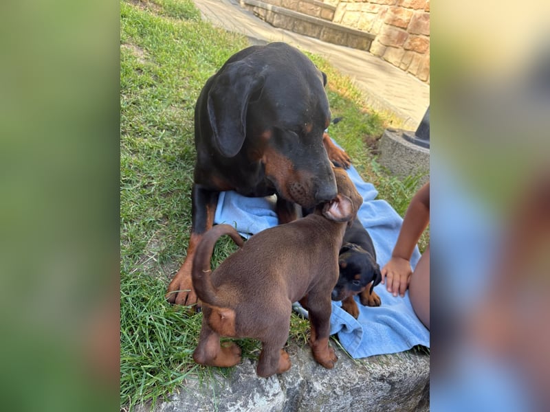 Dobermann