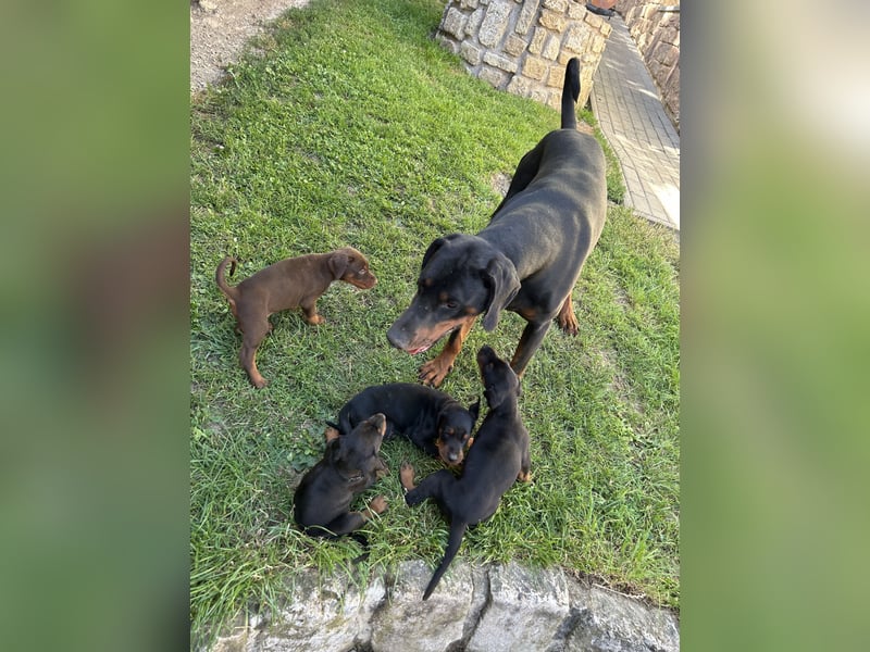 Dobermann