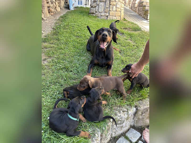 Dobermann