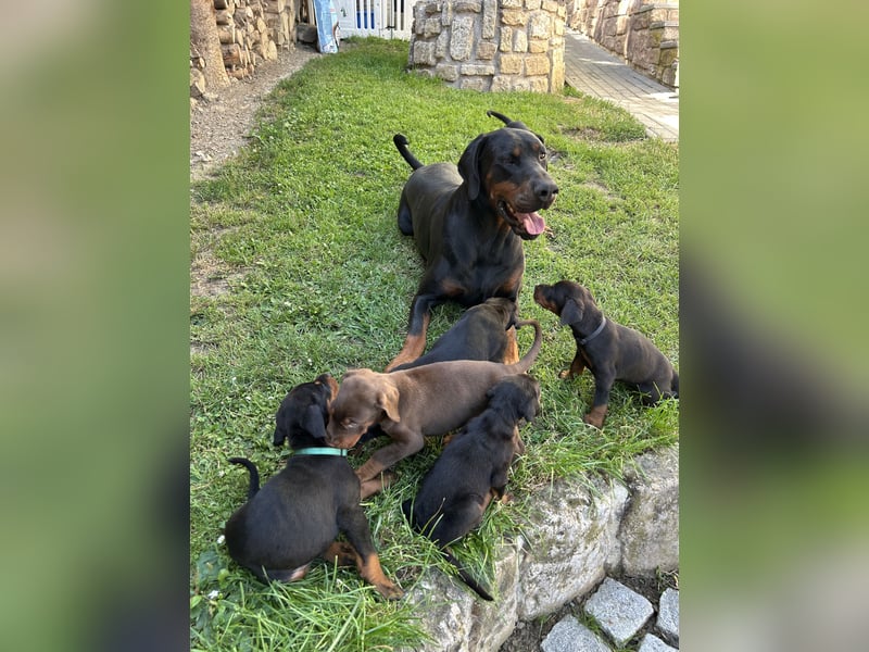 Dobermann
