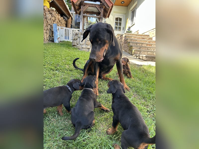 Dobermann