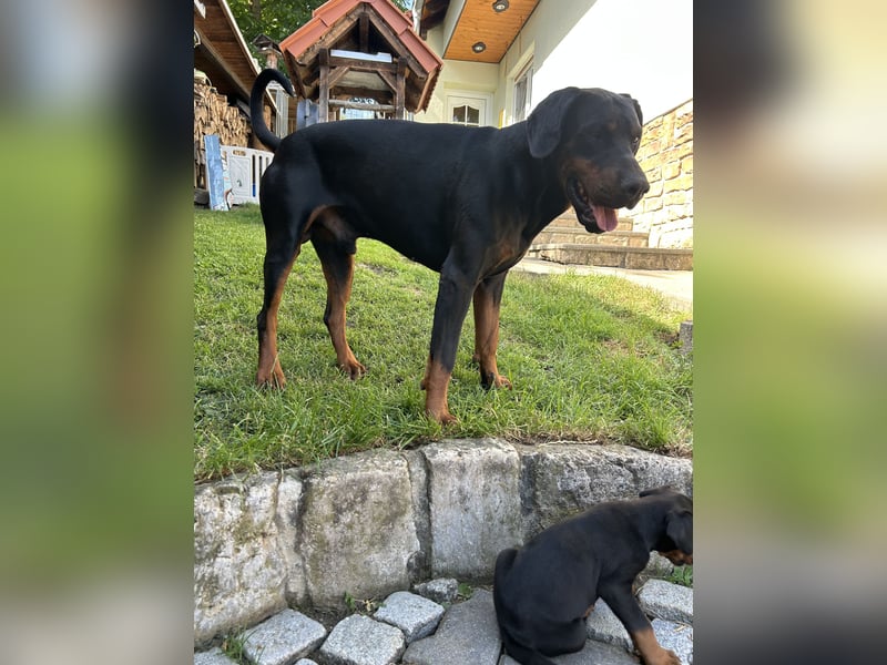 Dobermann