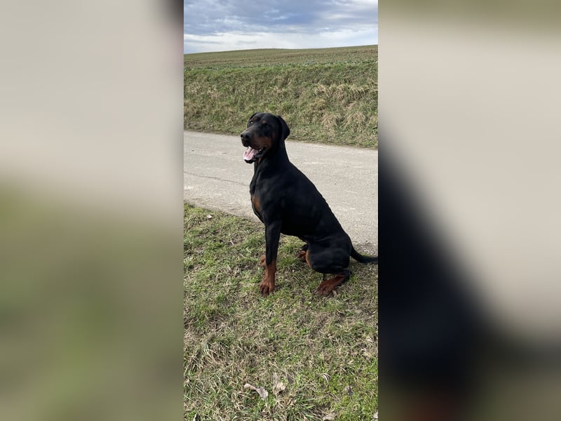 Dobermann