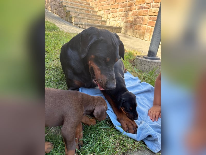 Dobermann