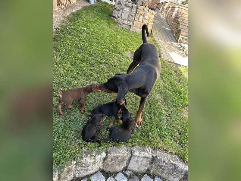 Dobermann