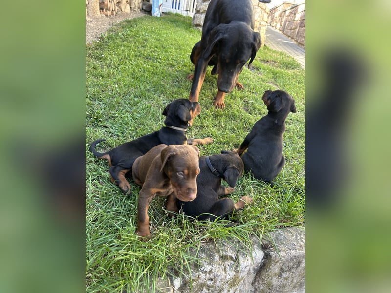 Dobermann