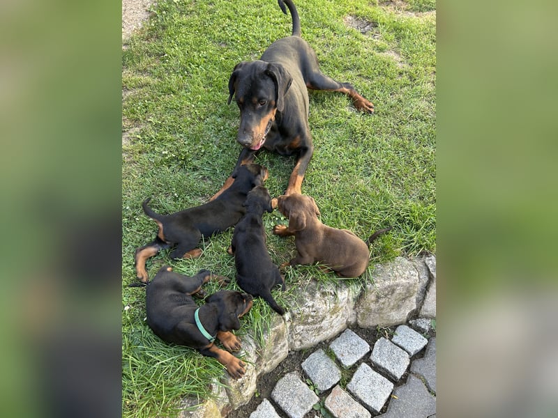 Dobermann