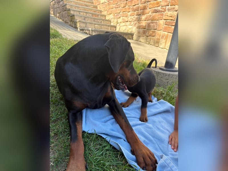 Dobermann