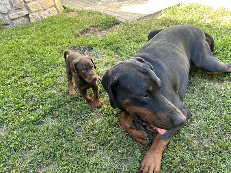 Dobermann