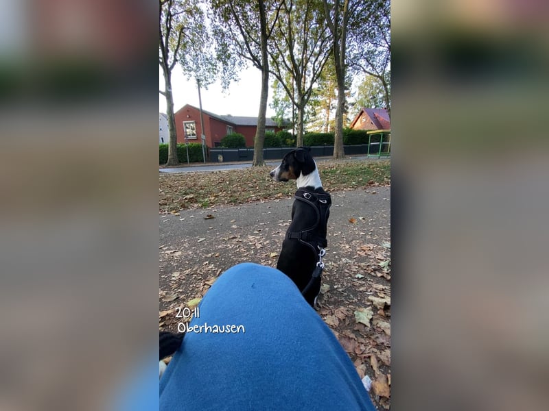 Dobermann 10 Monate alt