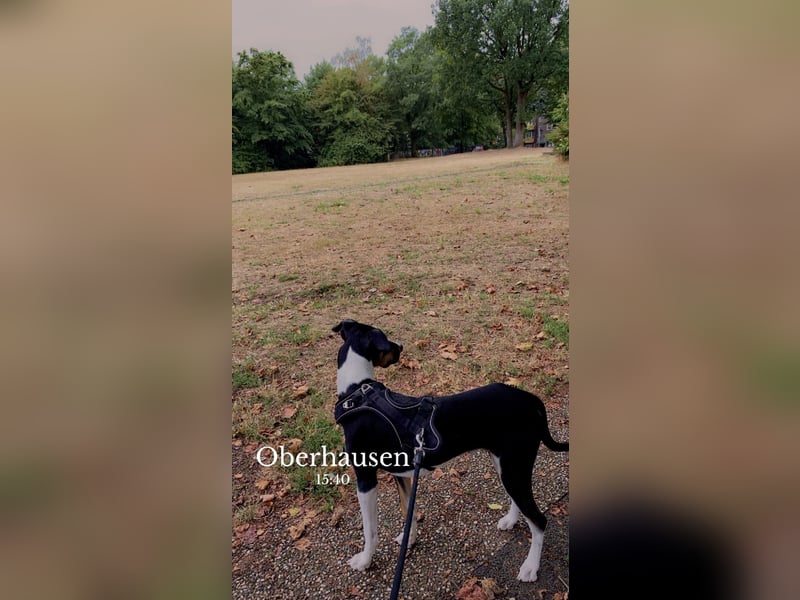 Dobermann 10 Monate alt