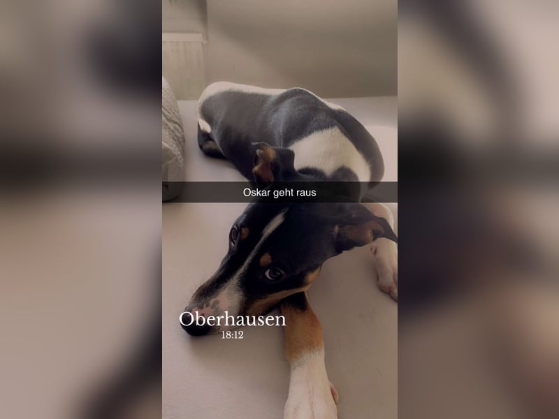 Dobermann 10 Monate alt