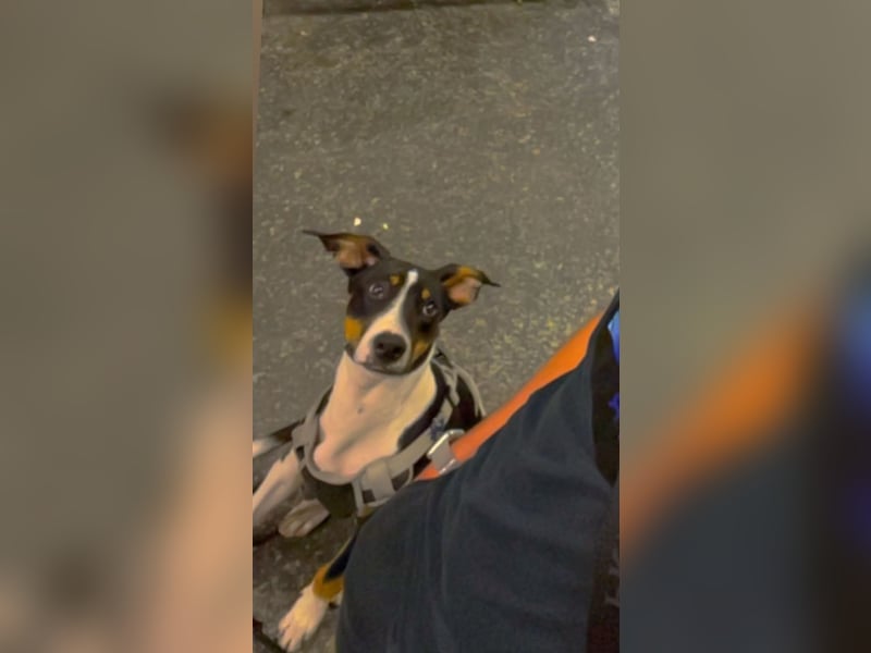 Dobermann 10 Monate alt
