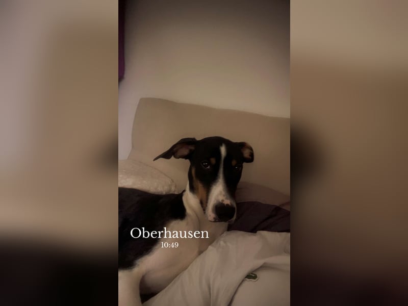Dobermann 10 Monate alt