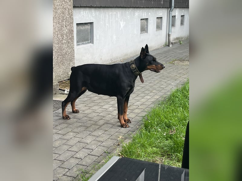 Dobermann  Hündin