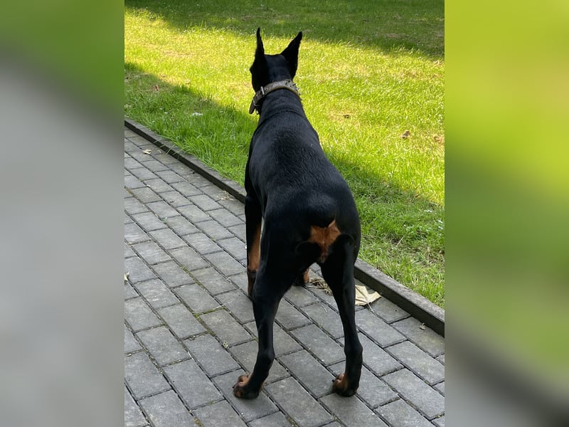 Dobermann  Hündin