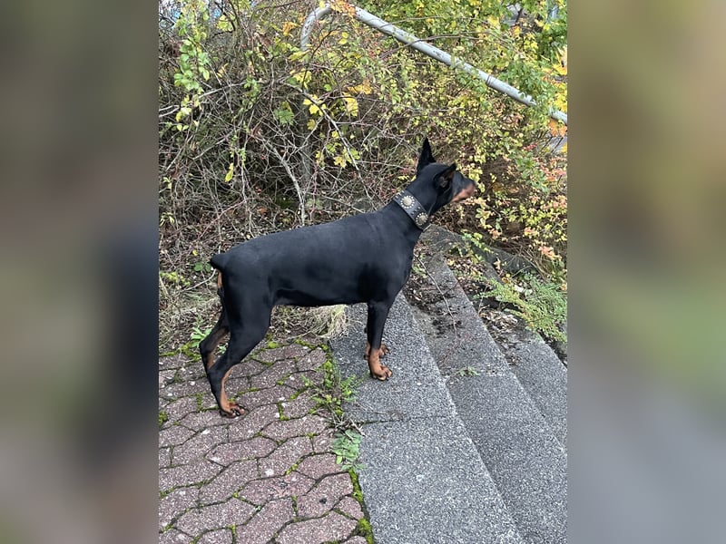 Dobermann  Hündin