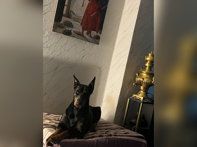 Dobermann  Hündin