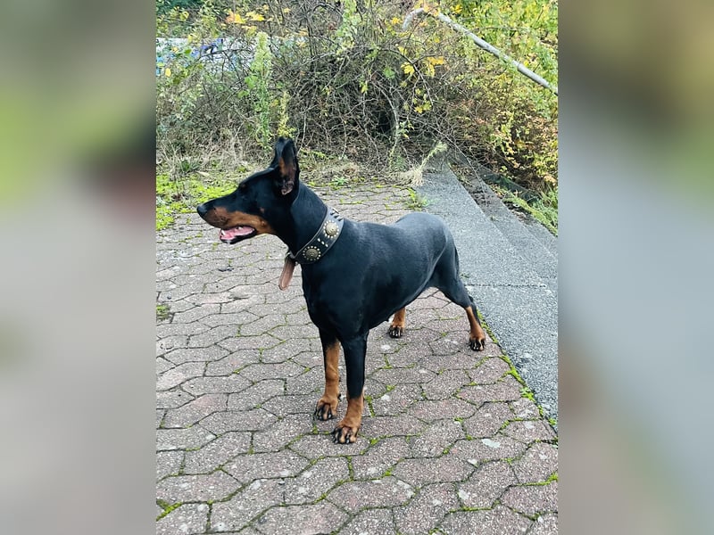 Dobermann  Hündin