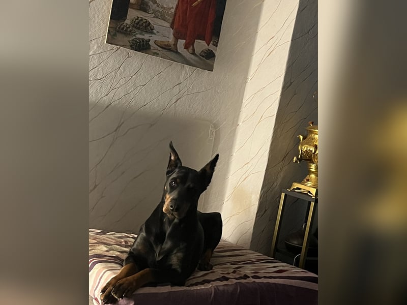Dobermann  Hündin