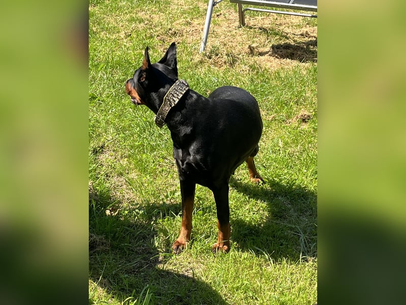 Dobermann  Hündin
