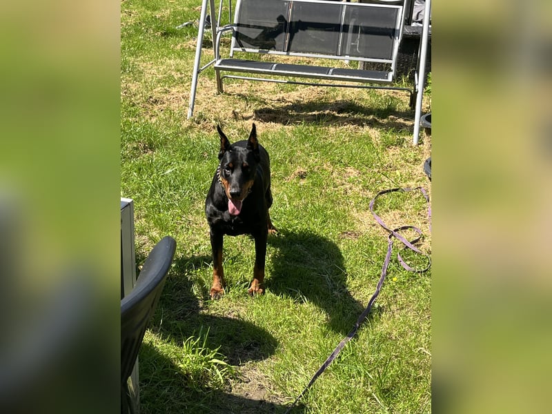 Dobermann  Hündin