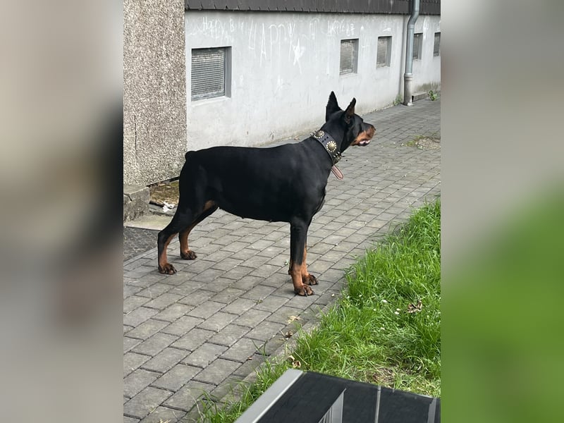 Dobermann  Hündin