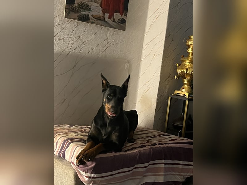 Dobermann  Hündin