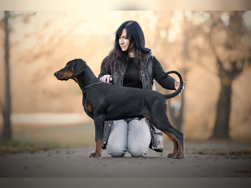 Dobermann 6 Monate alt