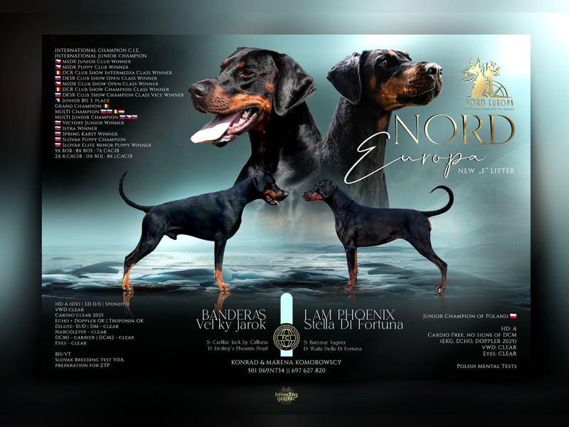 Dobermann 6 Monate alt