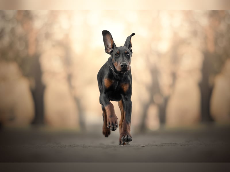 Dobermann 6 Monate alt